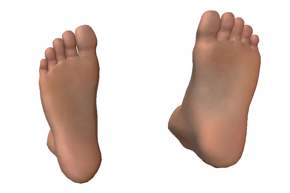 脚的各个部位名称图解