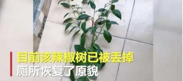 河南一高校宿舍长出2米红薯藤,它是从哪里来的?