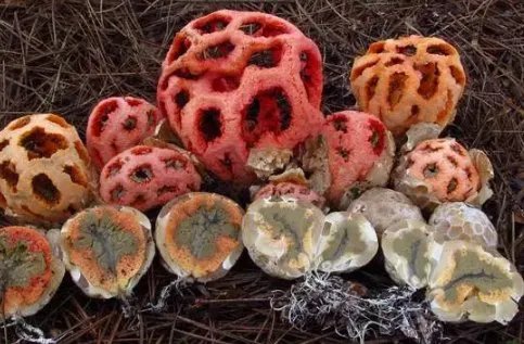 南京玄武湖连续出现2株并蒂莲，你还见过哪些植物珍品？