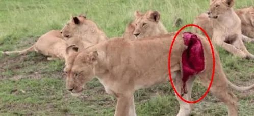母狮被水牛顶伤:下幕让人感慨（组图）
