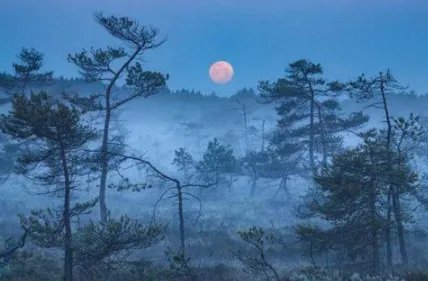 疑是地上霜的“霜”是什么？《静夜思》为什么能流传千古？