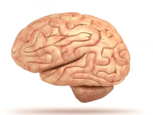 大脑皮层的作用