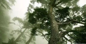 200岁一棵松被砍，是怎么回事？