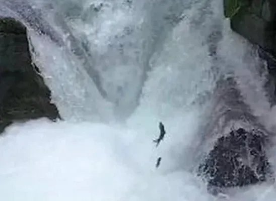 景区上演鱼跃龙门,大自然为何总能给人类惊喜?