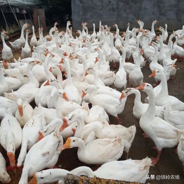 杂交鹅三个月有多大？