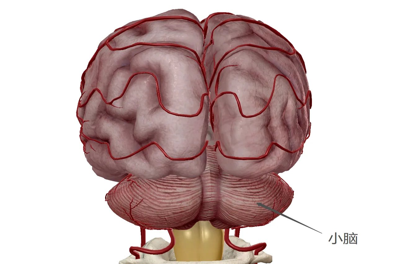 脑部结构图解大全
