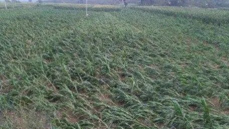 安徽湖南风雹灾害造成了什么损失？