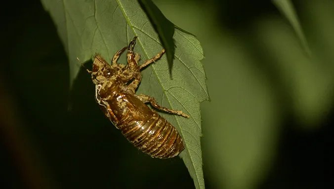 虻虫的功效与作用
