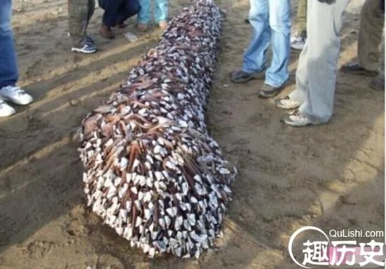 海滩上飘来这 老渔民欣喜若狂!