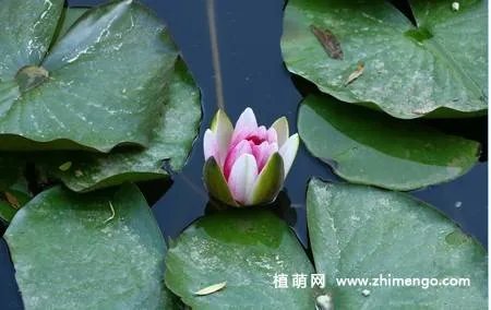 17张睡莲（子午莲）图片