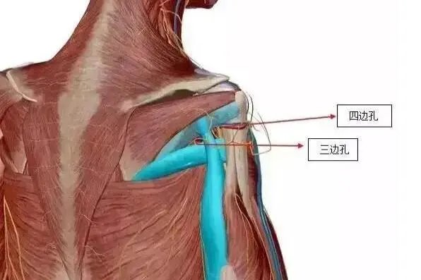 三边孔和四边孔解剖图