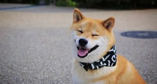 微笑狗原图恐怖照片 真正的微笑狗长什么样