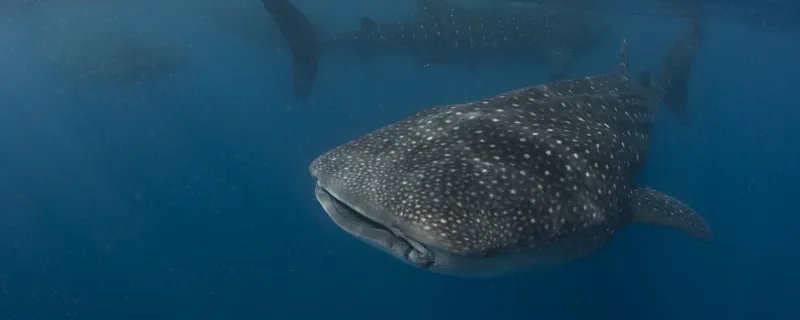 世界上最大的鱼类是什么 世上最大的鱼是什么鱼