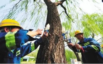 北京治理杨柳的原因是什么？