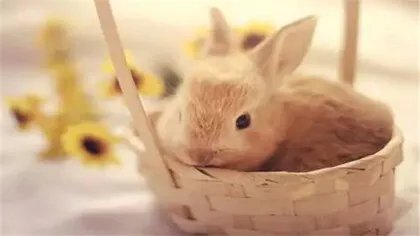 1999年的人属什么生肖