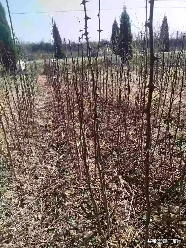 花椒树苗和槐树苗怎么区分？种植中有什么需要注意的吗？