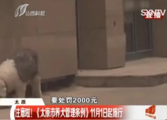 太原最严养狗令正式实施 最严养狗令到底有多严？