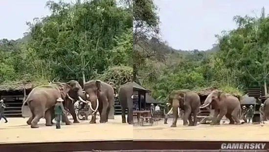 景区两只大象表演时突然打架 数名工作人员现场劝架