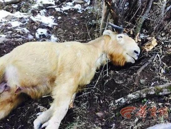 羚牛被铁丝勒死 残忍伤害野生动物行为应受谴责