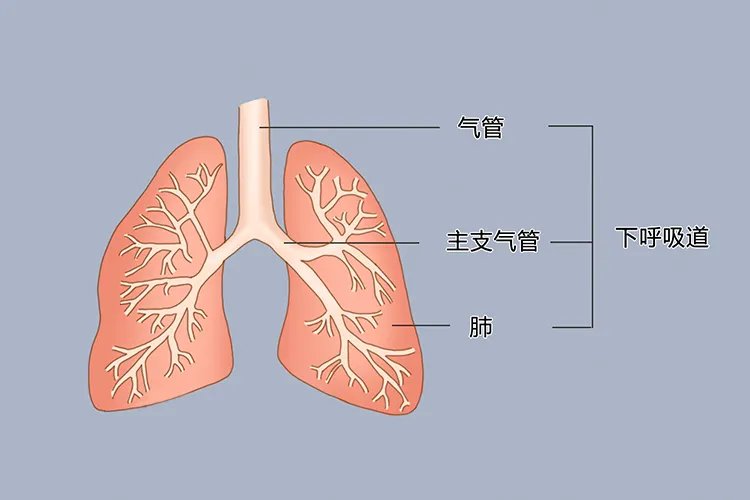 下呼吸道是指什么部位