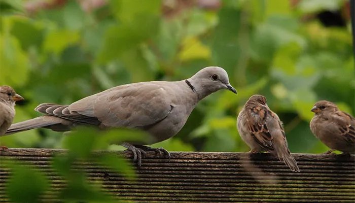 斑鸠吃什么 斑鸠吃什么食物
