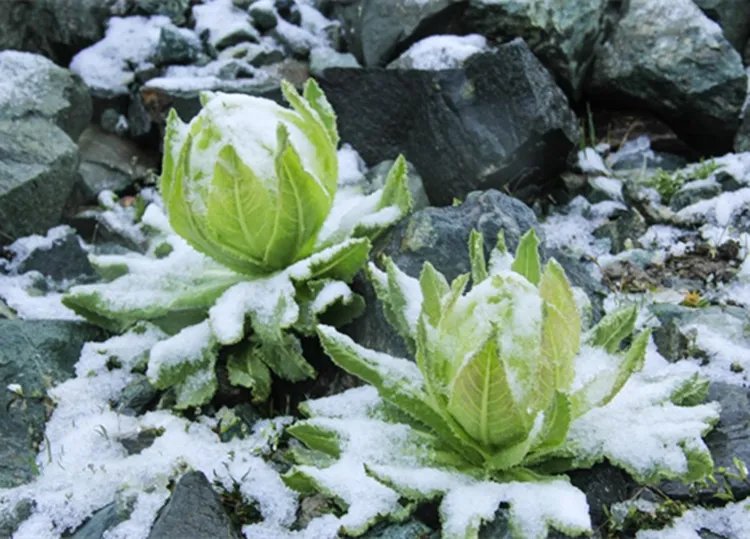雪莲的功效与作用