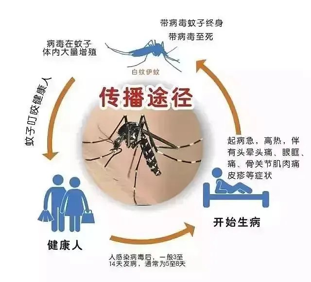 江苏句容出现1例登革热病例，如何预防登革热病毒？