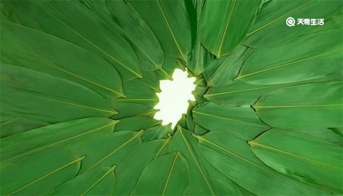 粽子叶煮多长时间好