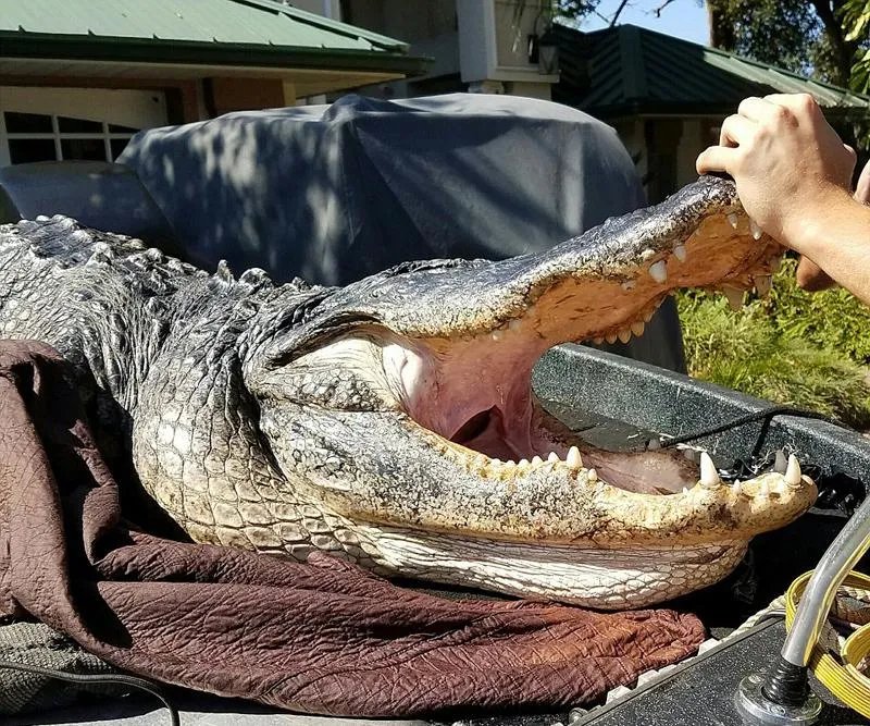 厉害了我的哥!猎人捕巨型短吻鳄重达635斤