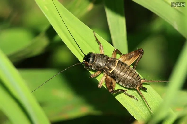 男子偷虫子被刑拘 到底是什么虫子竟这么值钱？
