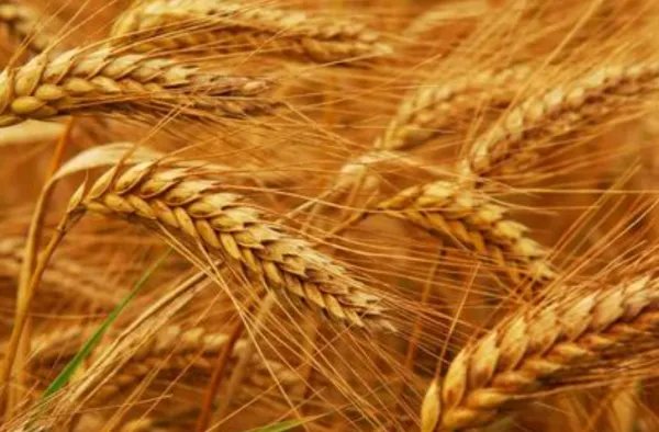 袁隆平直播上热搜，你怎么看待这一事件？