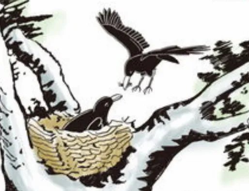 乌鸦反哺是什么意思?