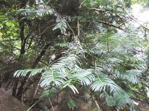 能砍红豆杉做炊具呀?