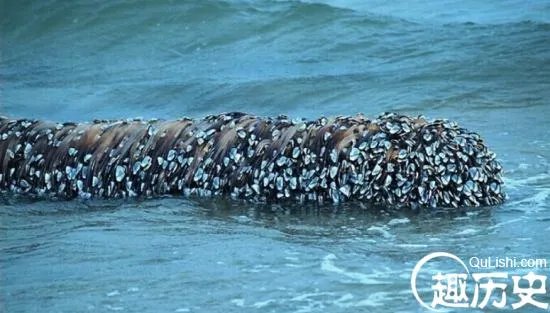 海滩上飘来这 老渔民欣喜若狂!