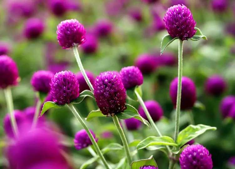 千日红的功效与作用