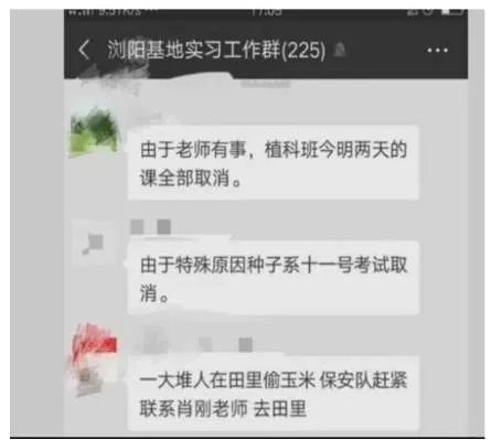 价值千万科研玉米被偷摘是是怎么回事？什么玉米价值这么高