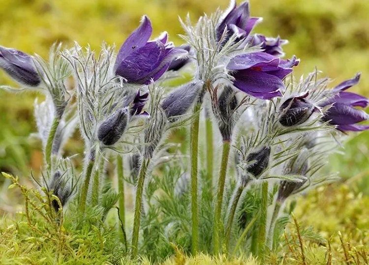 白头翁的功效与作用