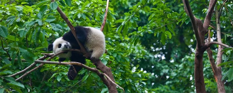 为什么大熊猫会濒临绝种 大熊猫绝种的原因