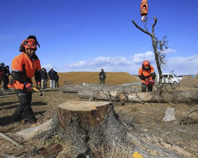 200岁一棵松被砍，是怎么回事？