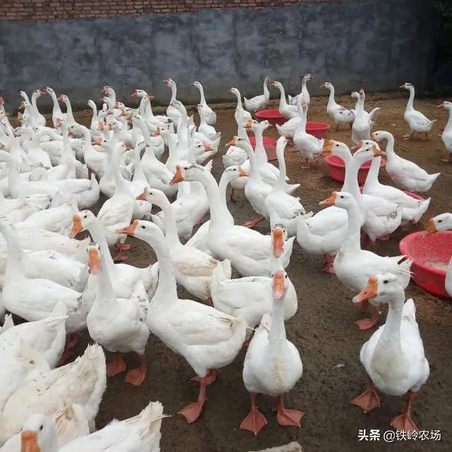 杂交鹅三个月有多大？