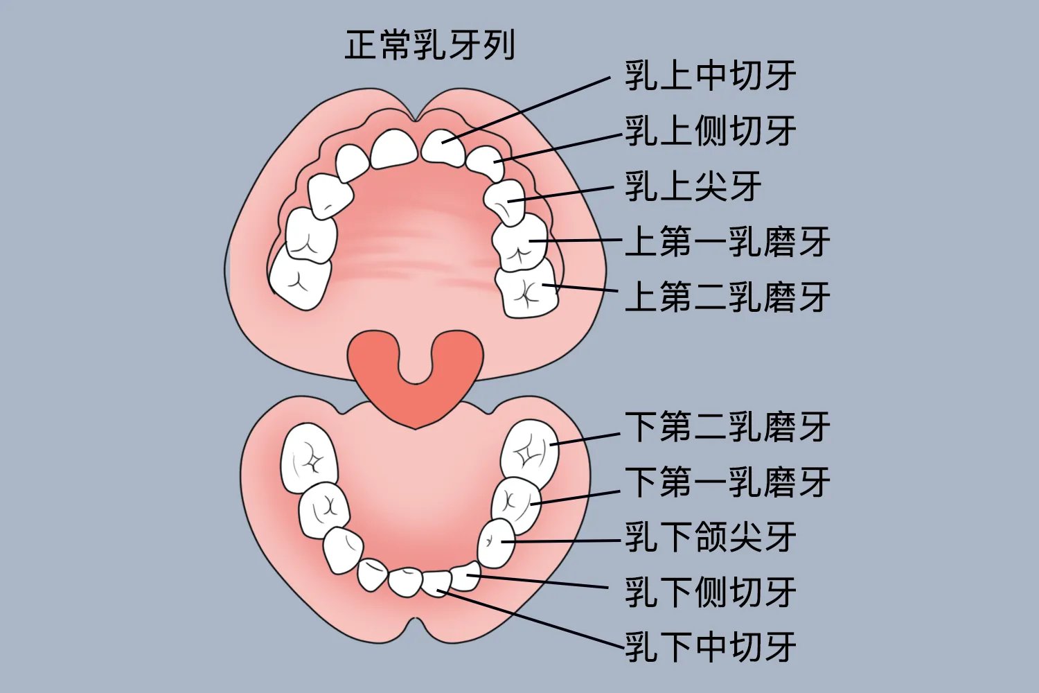 儿童牙齿图片和牙名称