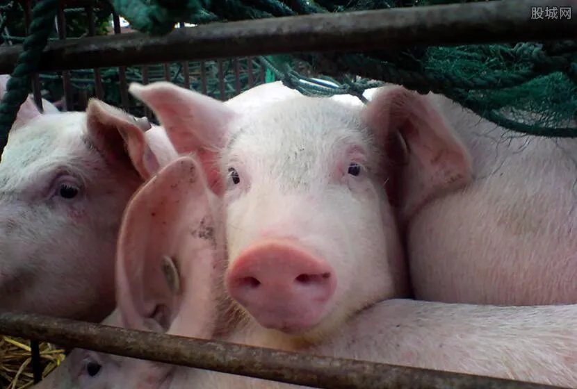 部分地区猪肉价格重回10元 终于可以尽情的吃肉了