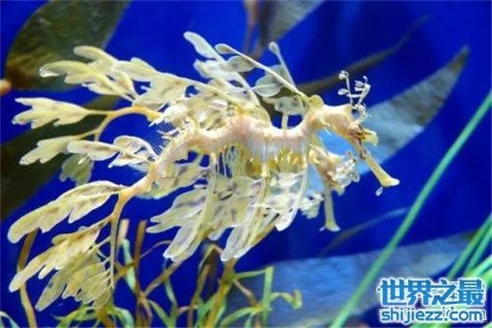 叶海龙鱼外形奇特，能够随意自由变换颜色 