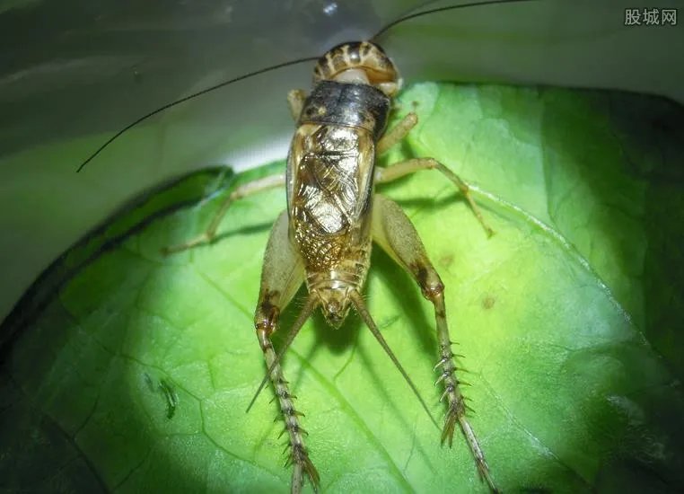 山东现天价蛐蛐 今年山东出的好蛐蛐卖11万