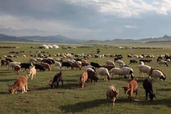 3万只羊进入隔离区,为何无人看管?