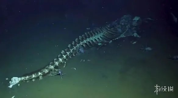 鲸落是什么意思 鲸落是留给大海最后的温柔