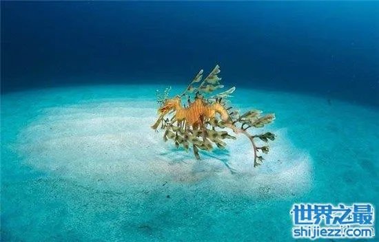 叶海龙鱼外形奇特，能够随意自由变换颜色 