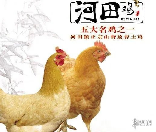 在《绝地求生》里吃鸡还不够？网曝网易成立养鸡场