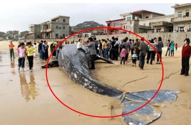 百年水库泄洪 竟冲出这庞然大物（图）