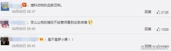 俄罗斯一黑猫逼退棕熊 网友：是不是罗小黑？